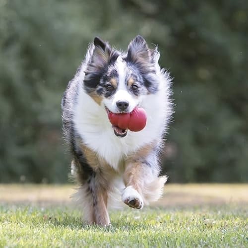 KONG - Klasik Köpek Oyuncağı - Dayanıklı Doğal Kauçuk - Çiğnemek, Kovalamak ve Getirmek İçin Eğlenceli - Ekstra Büyük Köpekler için