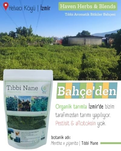 Mentollü Nane | İngiliz Nanesi | Mentha x Piperita | 50gr