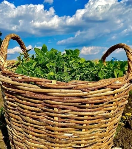 Organik Melisa 50 gr | Melissa officinalis | 100% Melisa Çayı | Haven Herbs & Blends