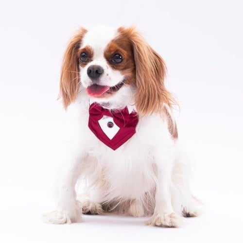 Pawstar Bordo Smokin Kedi/Köpek Fuları (1)