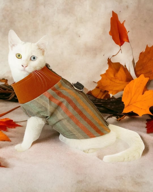 Stripe Orange Su itici Kedi Yağmurluğu M