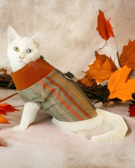Stripe Orange Su itici Kedi Yağmurluğu XL