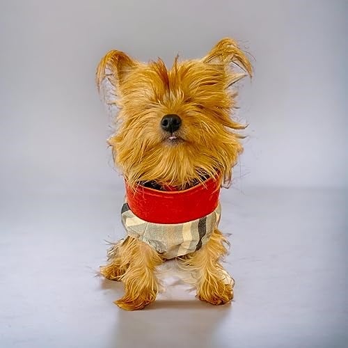 Stripe Orange Su itici Köpek Yağmurluğu M