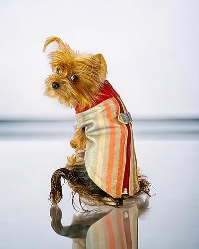 Stripe Orange Su itici Köpek Yağmurluğu M