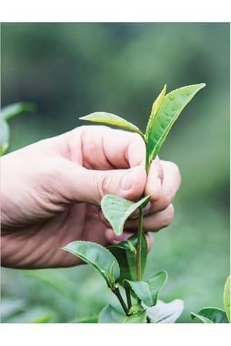 TANAY SEYLAN SİYAH YAPRAK ÇAY 500 GR