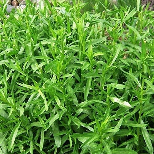 Tarhun Otu Tohumu(50 tohum)