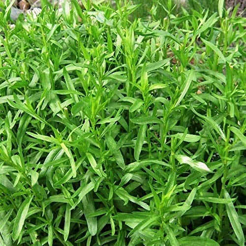 Tarhun Otu Tohumu(50 tohum)