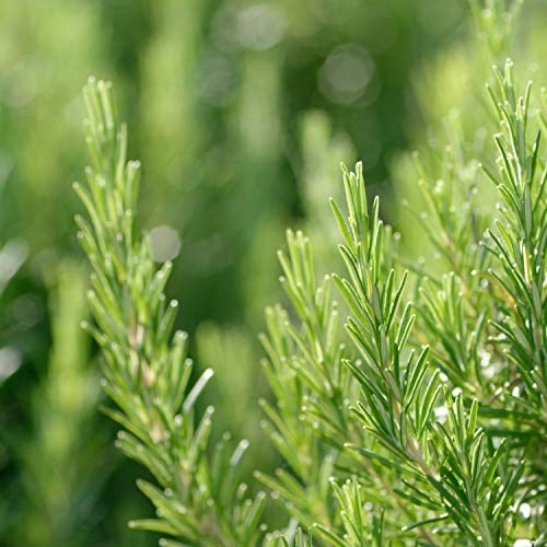 Weleda Erkeklere Özel Doğal Roll-On Deodorant 50 ml