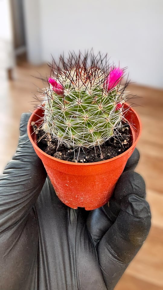mammillaria senilis Mammillaria senilis 15 Pieces Seeds main image 0