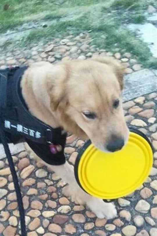 BUFFER® Katlanabilir Kedi Köpek Mama ve Su Kabı Köpek Oyuncağı