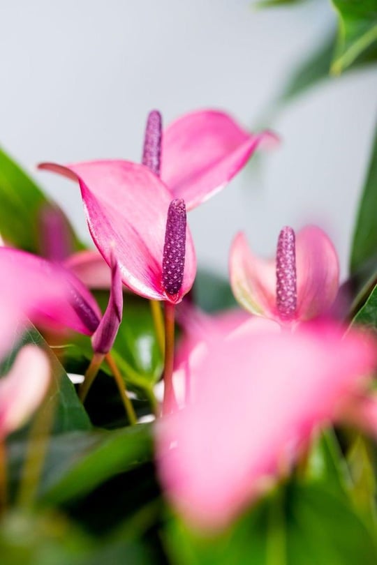 Anthurium Zizou (Antoryum Çiçeği)