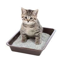 Kedi Kumları