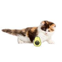 Kedi Oyuncakları