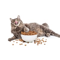Kedi Mamaları