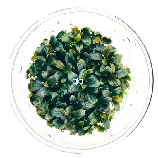Bucephalandra Super Blue
