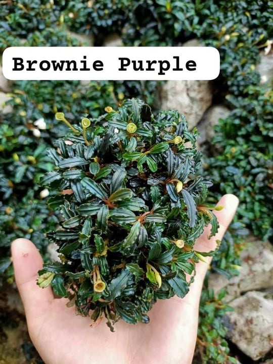 BUCEPHALANDRA DEEP PURPLE