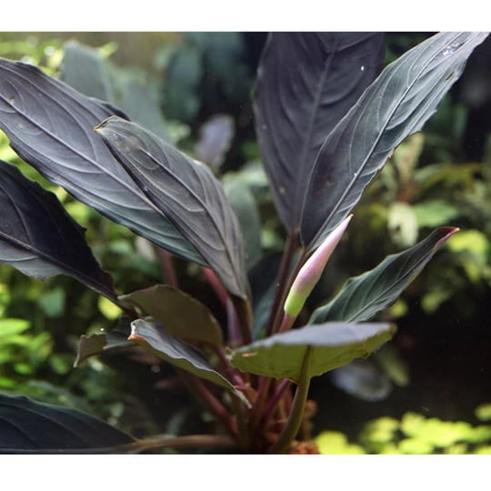 BUCEPHALANDRA DARK EMERALD