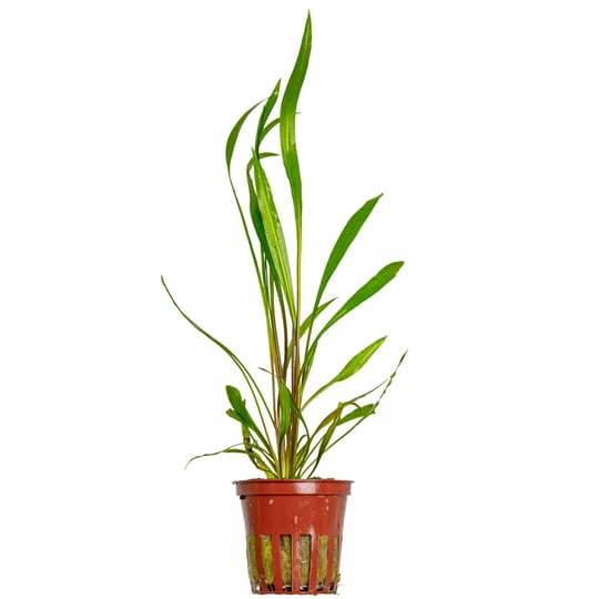 Cryptocoryne Undulatus 'Red' (In Vitro)