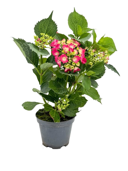 Kırmızı Ortanca Çiçeği - Hydrangea | Retro Çiçekçilik