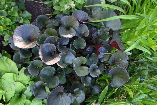 Gölgede Yetişen Sebzeler Hangileri?