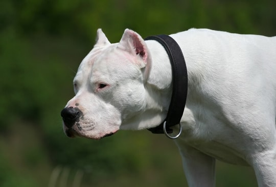 Dogo Argentino Köpek Irkı Hakkında Bilgiler | PetBurada.com