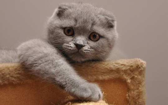 Scottish Fold - Kıvrık Kulaklı Kedi Hakkında Bilgiler | PetBurada.com