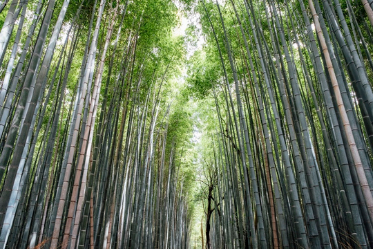 Bambu Kuma Nedir? Faydalar Nelerdir?