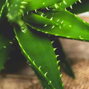 tierra de agaves Tierra De Ensueno Blanco Tequila 750ml – El Cerrito Liquor main image 1
