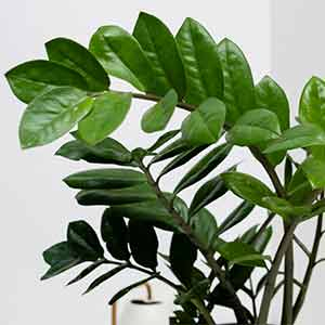 Zamia Bitkisi Hakknda 10 Pf Noktas | Bahe Market Blog