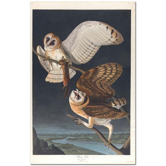 John James Audubon (American Flamingo) Art Print