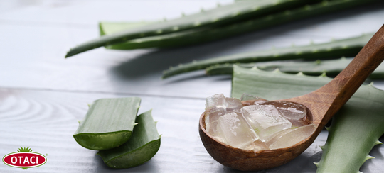 Aloe Vera Nedir? Sa zerindeki Etkileri Nelerdir?