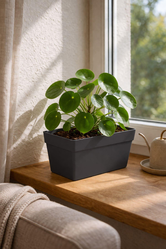 Serinova YB01 Yalı Balkon Saksı 6.5 Litre | ID5220 
