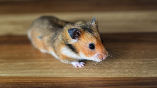 Gonzales Hamster Genel Özellikleri ve Bakımı | PetBurada.com