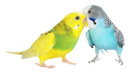Muhabbet Kuşlarında Üreme ve Yumurtlama | Petburada Blog