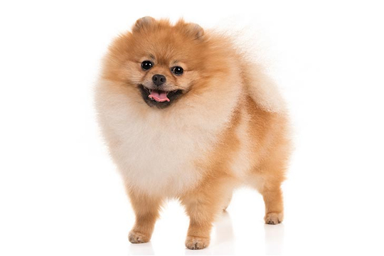 Pomeranian Boo Köpek ve Genel Özellikleri | PetBurada.com