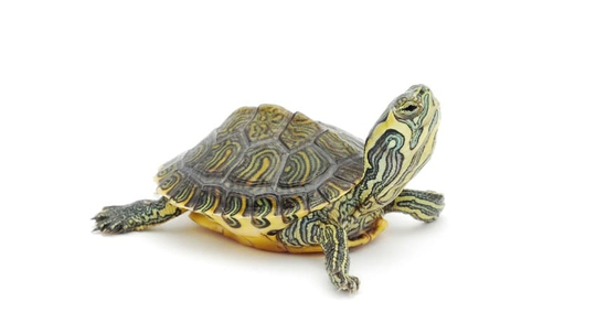 Su Kaplumbağası | PetBurada