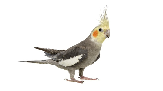 Sultan Papağanının Genel Özellikleri Nelerdir? | PetBurada Blog