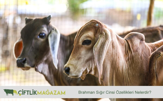 Penetrator 1991 onlayn porno