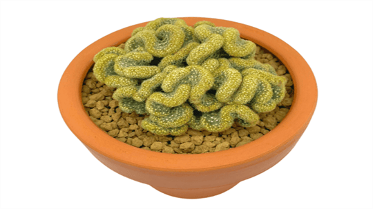 Mammillaria Elongata Kakts Nedir? zellikleri, Bakm