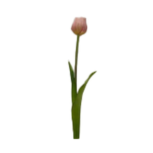 HK - Tek Dal Pembe Lale