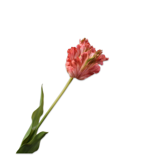 Silkka - Lale Pembe 66 Cm