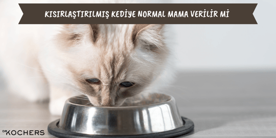 Kısırlaştırılmış Kediye Normal Mama Verilir Mi ?