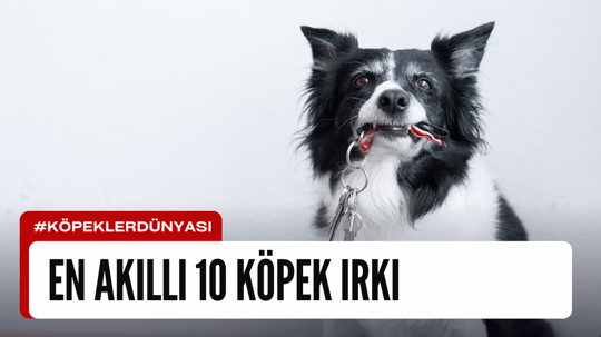 En Akıllı 10 Köpek Irkı