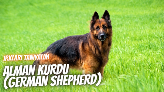 Irkları Tanıyalım: Alman Kurdu (German Shepherd)