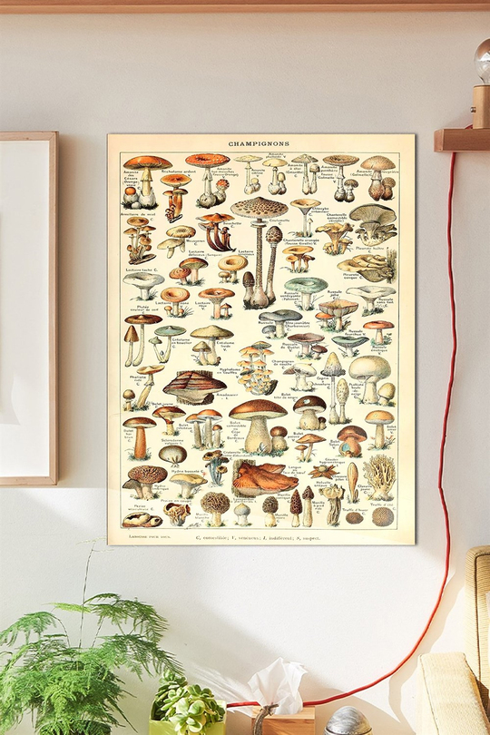 Botanical Mantar Duvar Posteri Büyük Boy 45x30 Cm