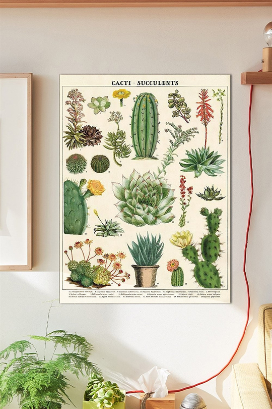 Kaktüs Duvar Posteri Büyük Boy 45x30 Cm