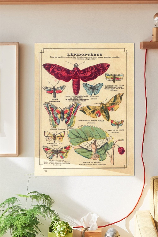Lepidoptera Kelebek Duvar Posteri Büyük Boy 45x30 Cm