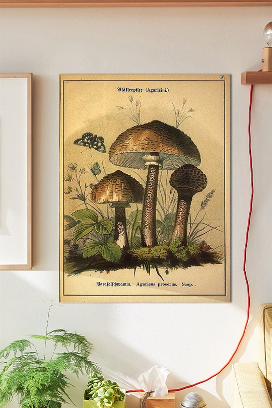 Mushrooms Duvar Posteri Büyük Boy 45x30 Cm