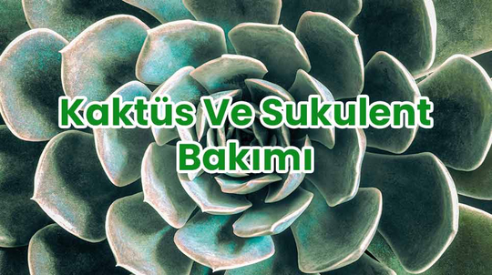 Kakts Ve Sukulent Bakm | Bahe Market Blog