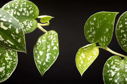amydrium monstera Spiderman Monstera – Plant Detectives
